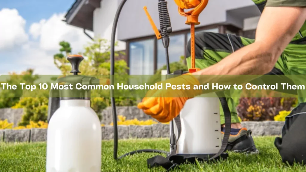 Common Household Pests in Brisbane